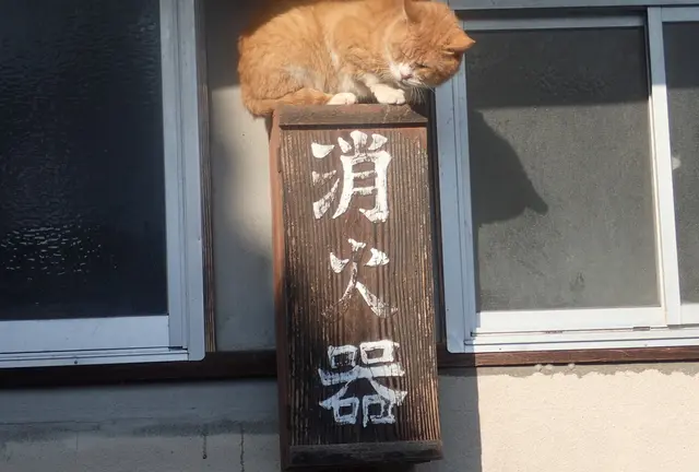 川戸周辺の知られざるスポット巡り～癒しもあるよ♪～