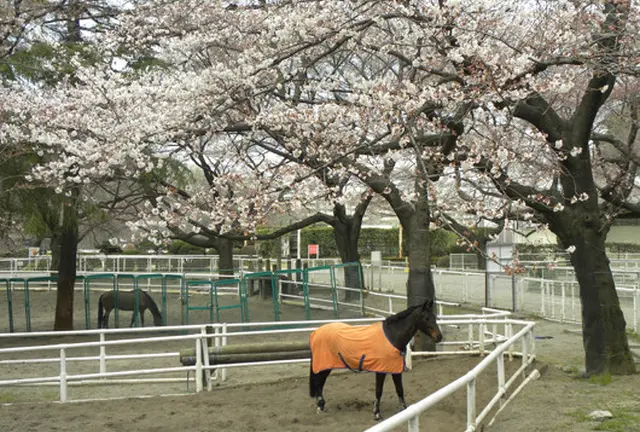 今年の国内屈指の障害馬術大会ホースショーを堪能しましょう！