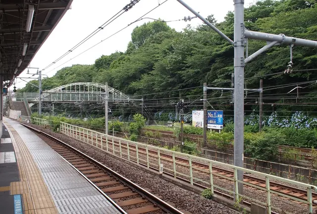 飛鳥山公園のアジサイ見てきたよー