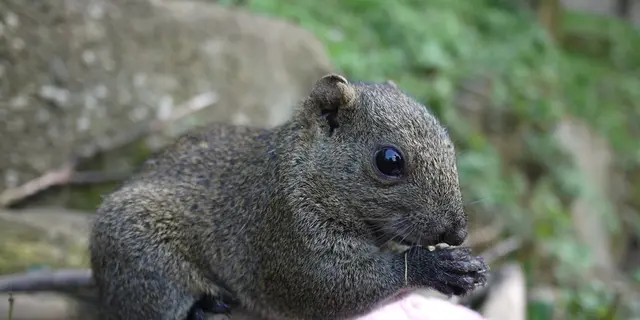 小動物の可愛さに癒やされる 町田リス園