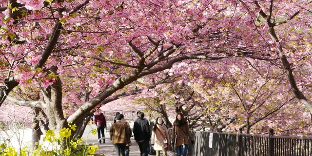 河津桜のトンネルと菜の花・温泉を満喫