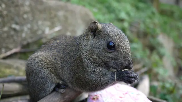 小動物の可愛さに癒やされる 町田リス園