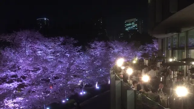 イタリアでも出来ない最高のピッツァお花見！