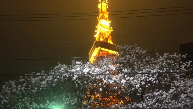花見の季節に桜越しの東京タワーを眺めながら食事デートをしたい!