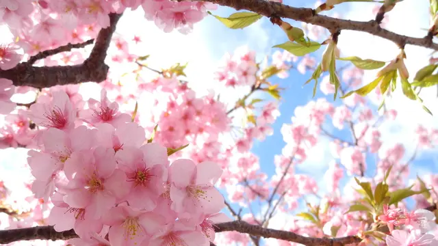 河津桜が終わっていても大丈夫!東伊豆・下田は見どころがいっぱいあります☆