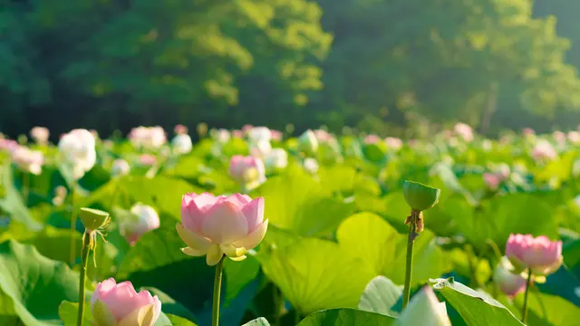 夏限定！花はす祭り
