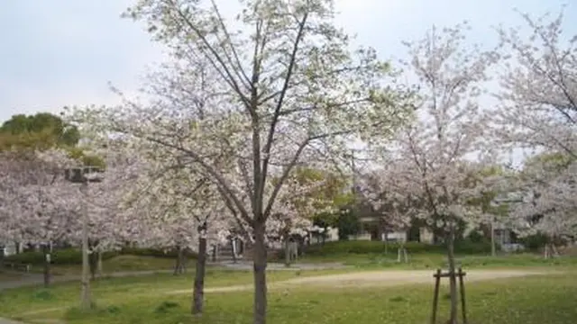 大阪の春を探しに行こう