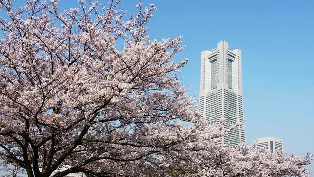 横浜 みなとみらい基点 桜お花見・散策スポット15巡り & テイクアウト店