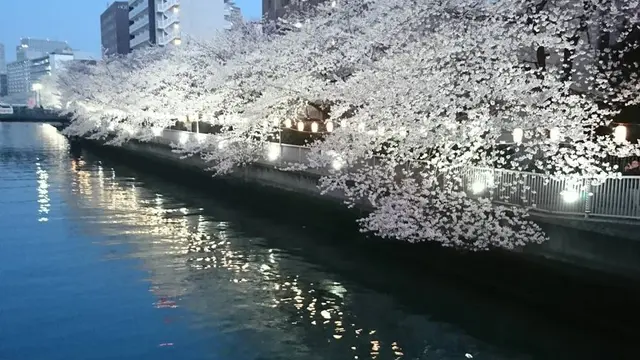 【夜の巷を徘徊する】マツコ、お花見をする