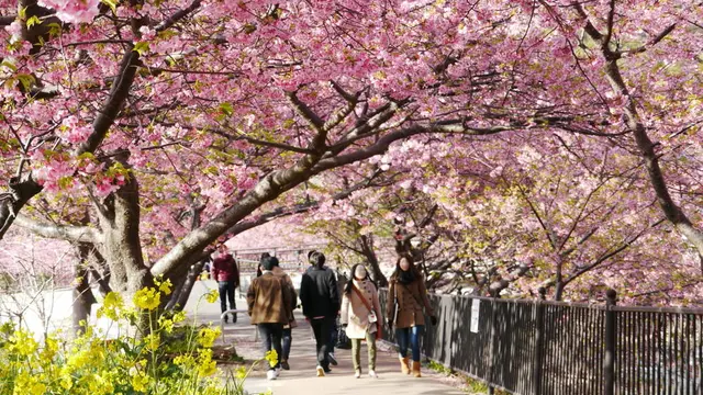 河津桜のトンネルと菜の花・温泉を満喫