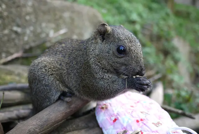 小動物の可愛さに癒やされる 町田リス園