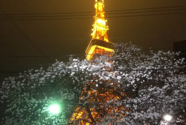 花見の季節に桜越しの東京タワーを眺めながら食事デートをしたい！