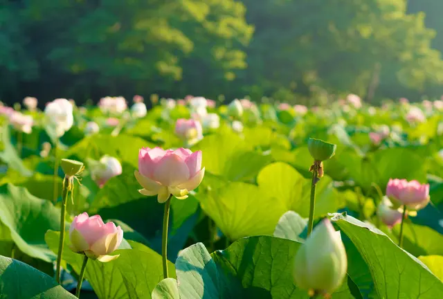 夏限定！花はす祭り