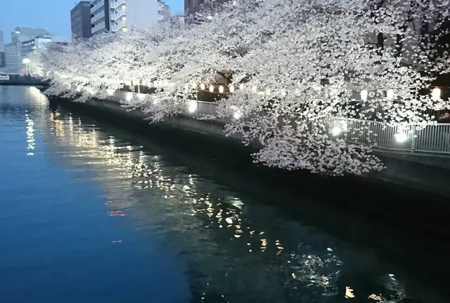 【夜の巷を徘徊する】マツコ、お花見をする