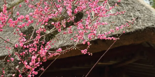 すべてがフォトグラフィ奈良公園