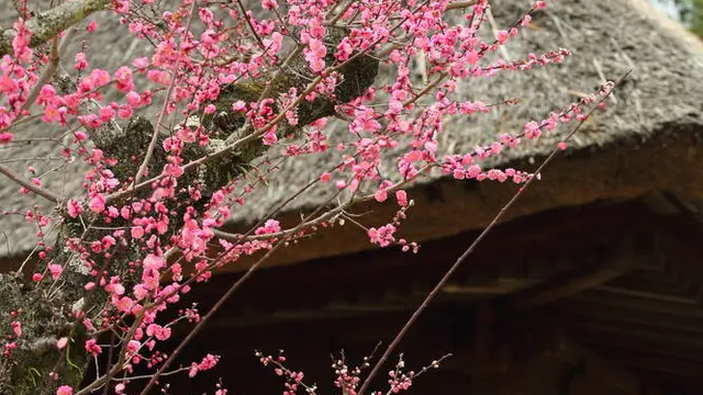 すべてがフォトグラフィ奈良公園
