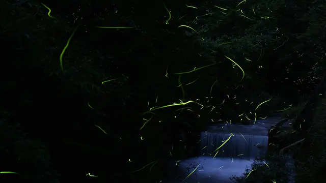 安芸高田市の蛍の見どころ！