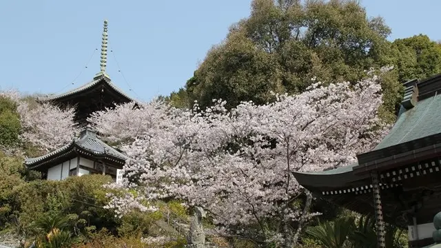 八十八か所遍路 巡礼と寄り道? 阿波市7番十楽寺~10番切幡寺~♪