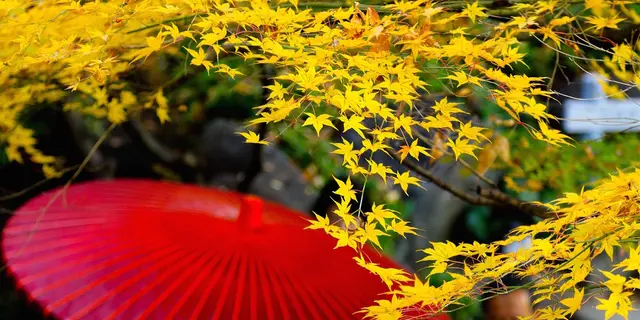 まだ間に合う！都内のおすすめ紅葉スポットいろいろ／東京