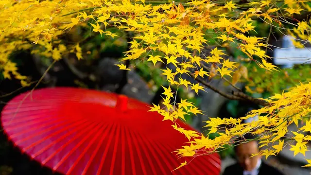 まだ間に合う!都内のおすすめ紅葉スポットいろいろ/東京