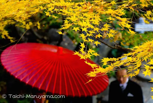 まだ間に合う！都内のおすすめ紅葉スポットいろいろ／東京