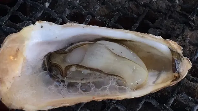関西屈指の牡蠣生産地「赤穂・坂越(さこし)」で牡蠣と温泉を楽しもう!