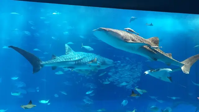 沖縄美ら海水族館