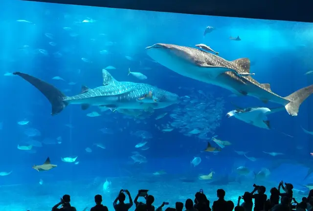 沖縄美ら海水族館