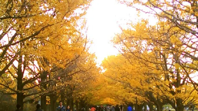 秋におすすめ。紅葉狩りならここで決まり!