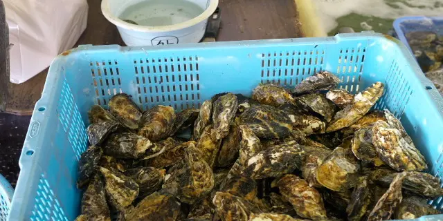 冬の名物・西播磨の牡蠣で満腹、牡蠣づくしの旅