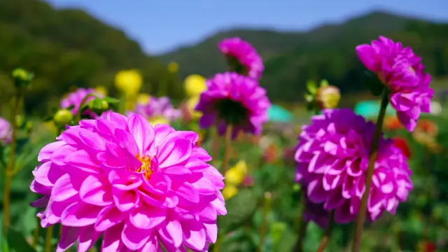 秋に開園 2つのダリヤ園を観賞してみましょう