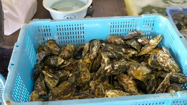 冬の名物・西播磨の牡蠣で満腹、牡蠣づくしの旅