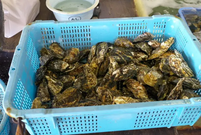 冬の名物・西播磨の牡蠣で満腹、牡蠣づくしの旅