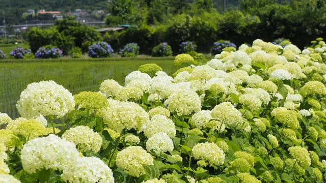 ［開成町］水田に広がる紫陽花を満喫しちゃお～♪