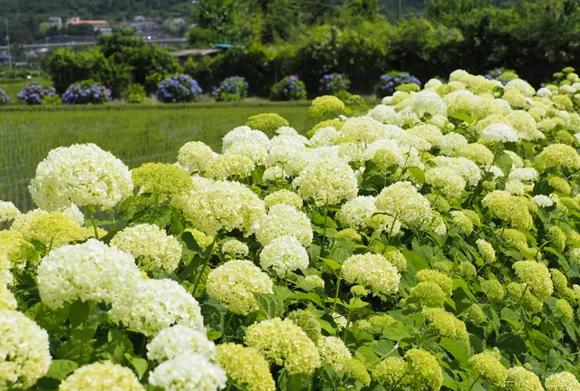 ［開成町］水田に広がる紫陽花を満喫しちゃお～♪