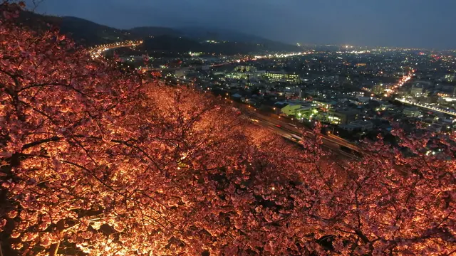 早咲きの桜と夜景のコラボ。神奈川ローカルドライブ