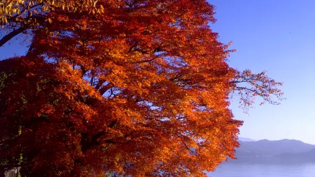 秋田!秋の田沢湖 紅葉と温泉満喫しちゃえ！1泊2日旅。