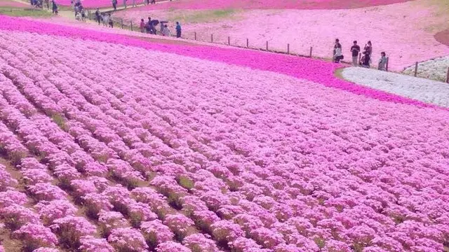 4月中旬〜GWが見頃!埼玉・秩父へ芝桜を見に行こう!