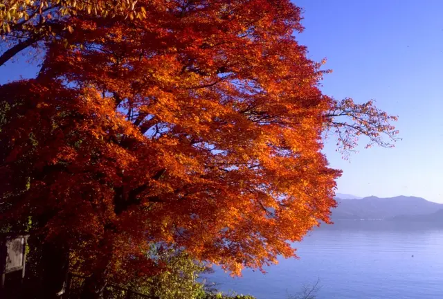 秋田!秋の田沢湖 紅葉と温泉満喫しちゃえ！1泊2日旅。