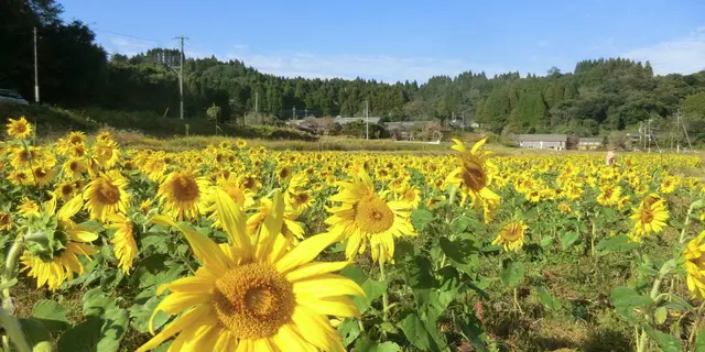 晩秋に咲く大久保のひまわり　鹿児島県南九州市