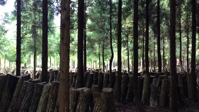 奥大山で原木椎茸狩り体験 〜里山暮らしの一部を垣間見る〜