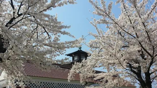 新潟市近辺 お勧め「桜」スポット