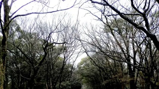 世界遺産「糺の森」でイロイロと考えてみる夕涼み