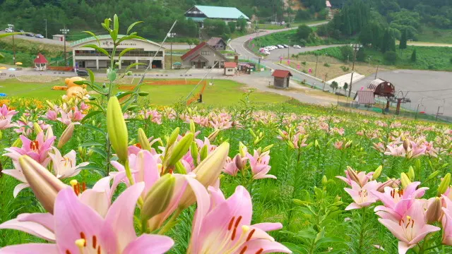 夏限定スキー場に沢山のゆり花・ちくさ高原ゆり園
