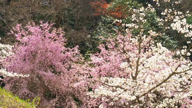 いろんな桜の品種がある桜華園と1000匹のこいのぼりと桜を観賞