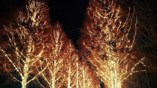 冬の夜に京都デート