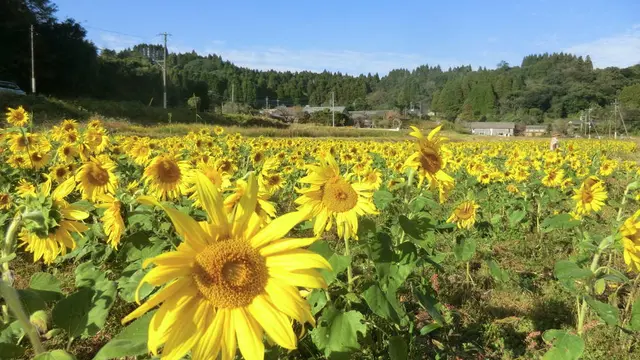 晩秋に咲く大久保のひまわり 鹿児島県南九州市