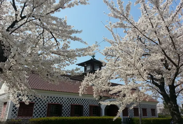 新潟市近辺　お勧め「桜」スポット