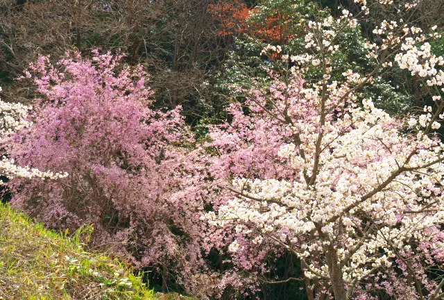 いろんな桜の品種がある桜華園と1000匹のこいのぼりと桜を観賞