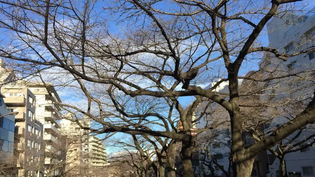 播磨坂から小石川植物園へ〜極上の散歩道が奏でる奇跡のハーモニー